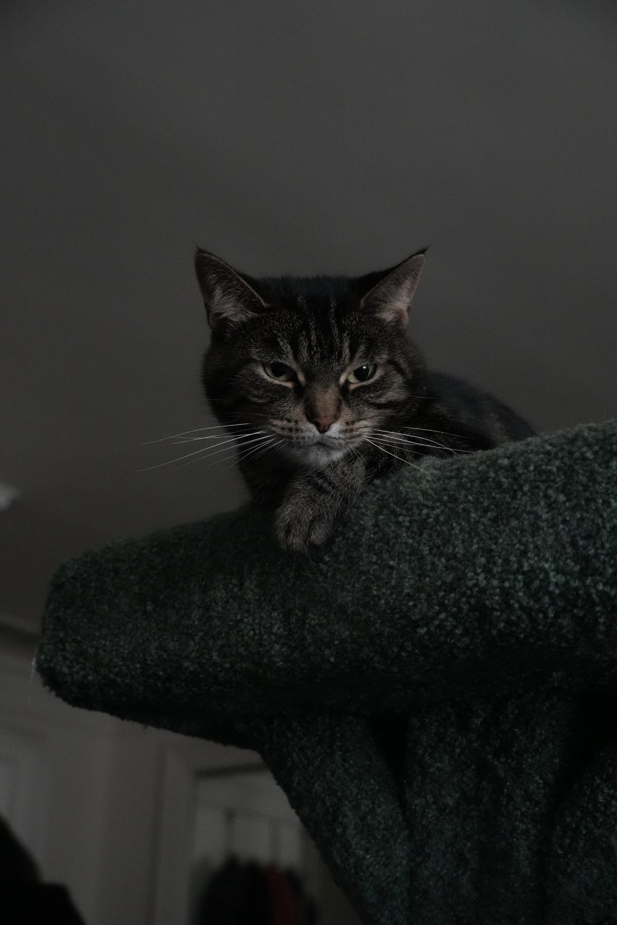A tabby cat perched atop a dark green cat tree, glaring down through half-closed eyes