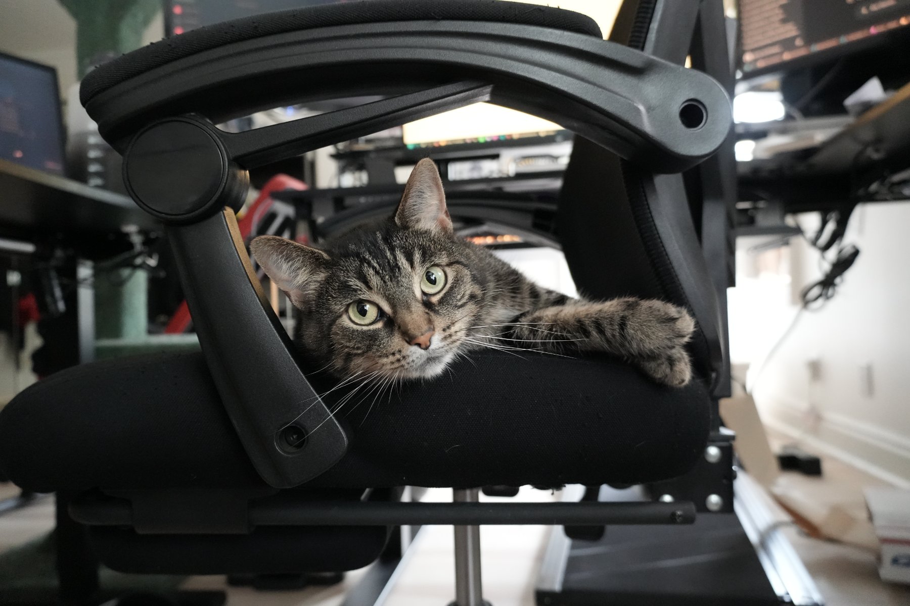 A wide-eyed tabby cat curled on a black office chair, peering out beneath the armrest